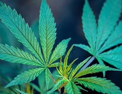 Cannabis Makes You Fall Asleep— Fact or Myth?