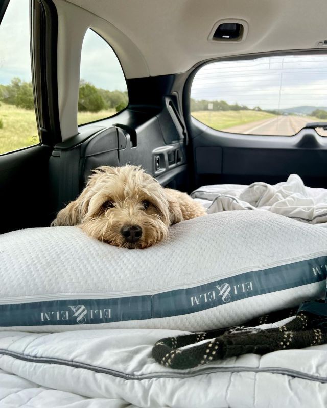 The most PUP-ular side-sleeper pillow! Save 20% OFF an Eli & Elm pillow for you or your pup with coupon code “PUP”