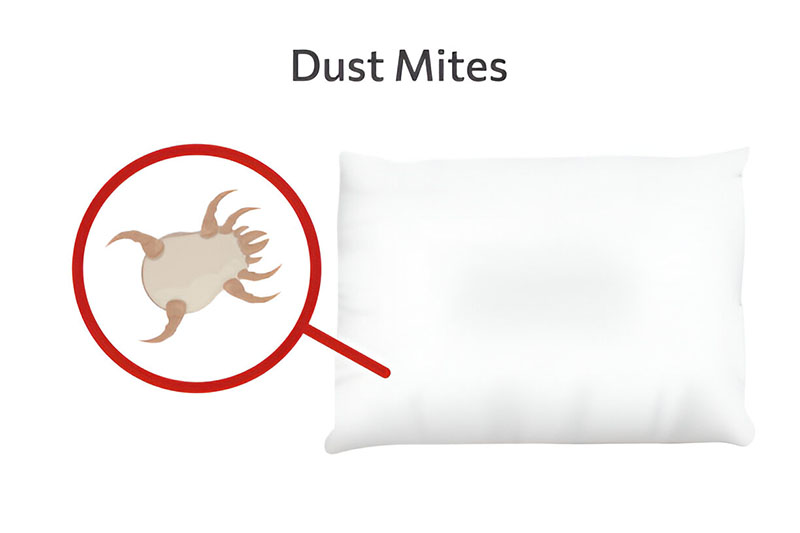 Unperceivable dust mites accumulation on a dirty pillow